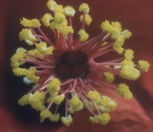 Macroaufnahme einer Bl�te